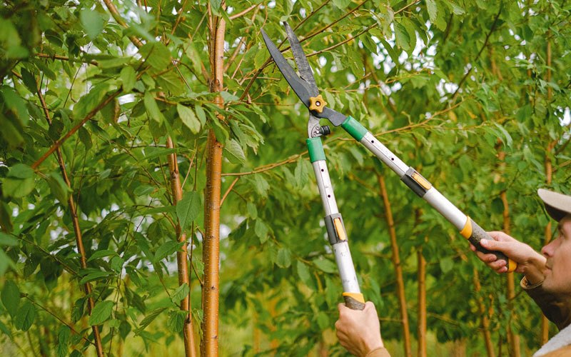 Tree trimming in Cheshire, OR